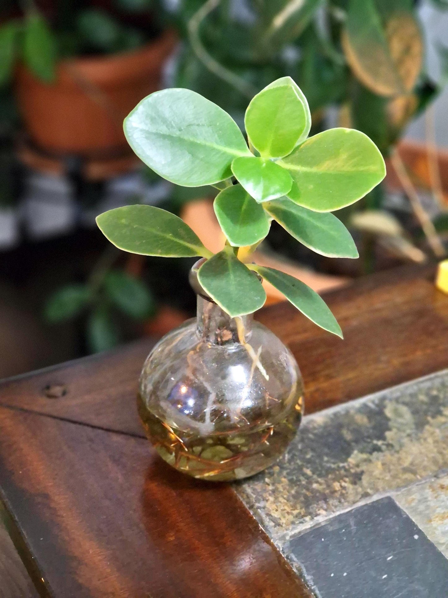 Clusia Rosea Princess “autograph tree” 2” plant **(ALL plants require you to purchase ANY 2 plants!)**