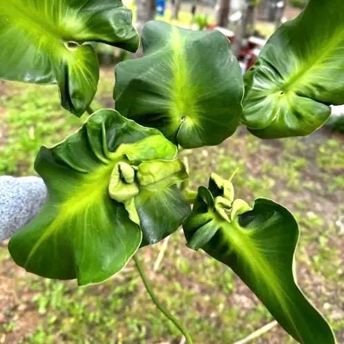 Philodendron Rugosum Aberrant form “pigskin” starter plant **(ALL plants require you to purchase ANY 2 plants!)**