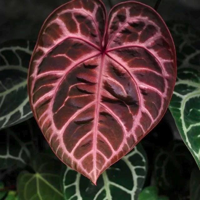 red crystallinum anthurium Anthurium Crystallinum Red starter plant **(ALL plants require you to purchase ANY 2 plants!)**