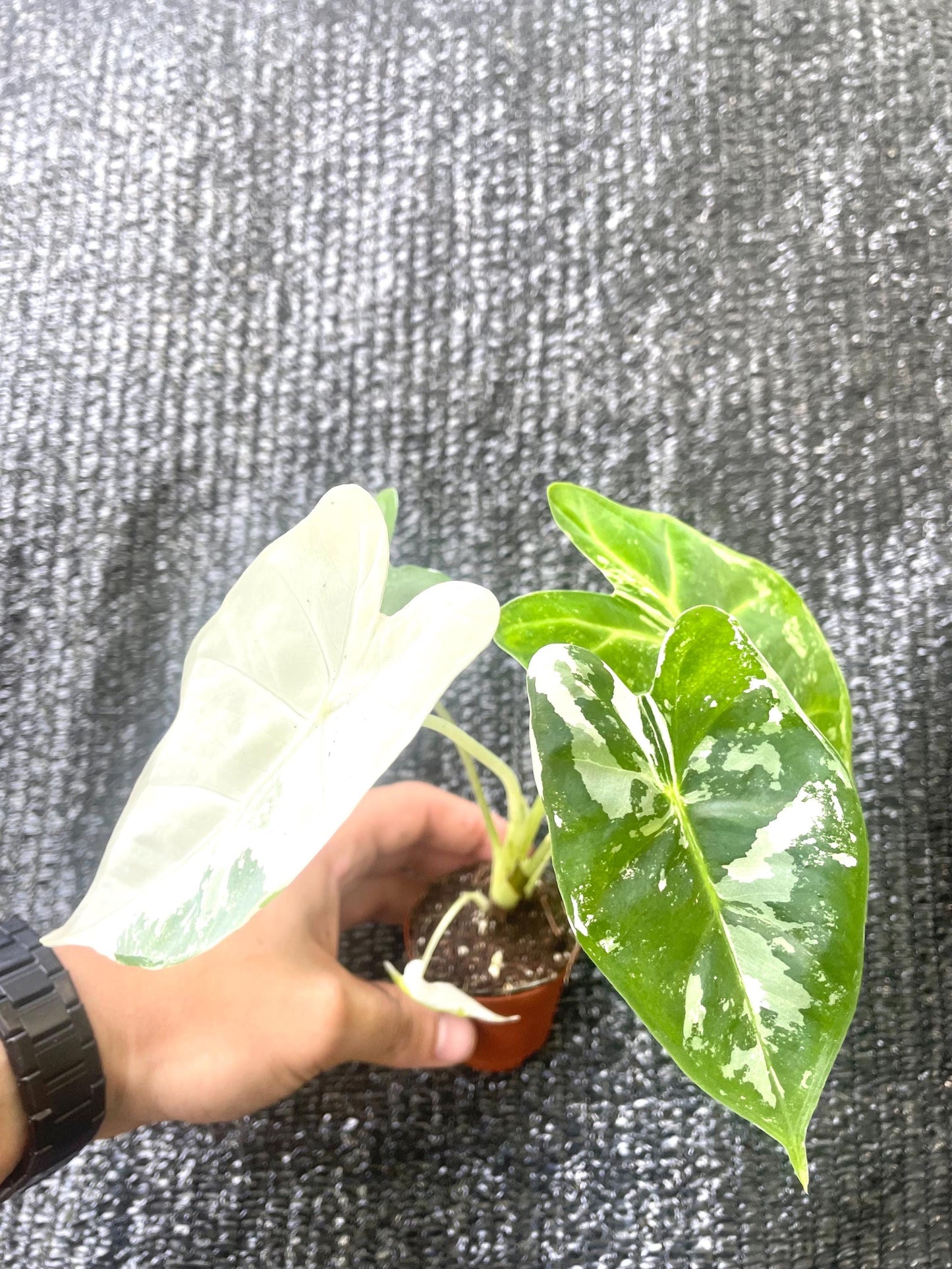 Alocasia Variegated Frydek 2” plant **(ALL plants require you to purchase ANY 2 plants!)**