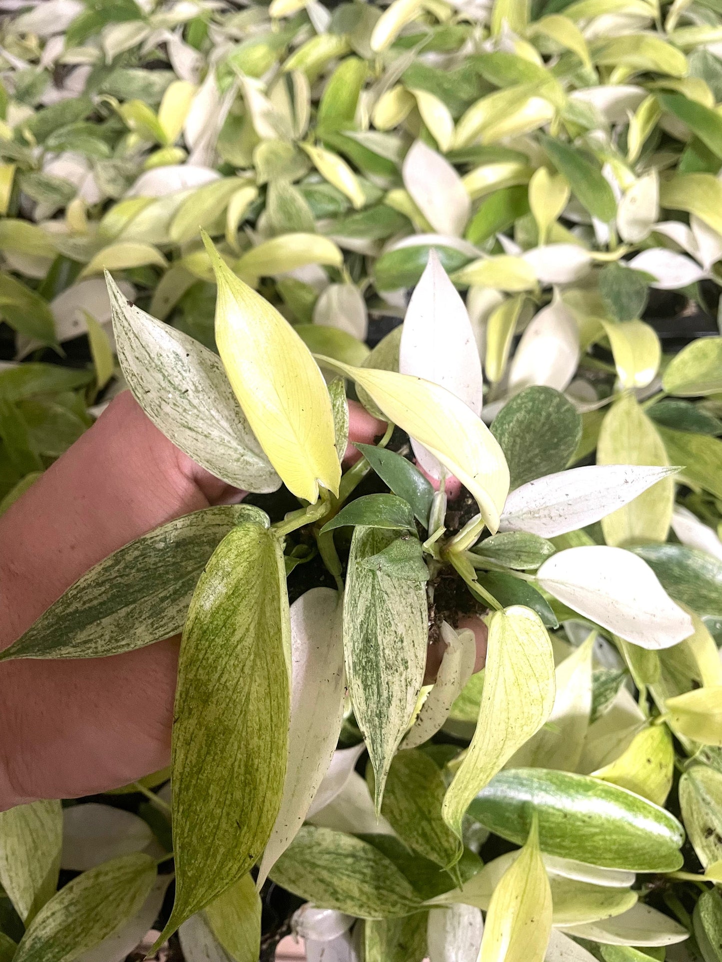 Philodendron Florida Ghost mint starter plants **(5 pack)**