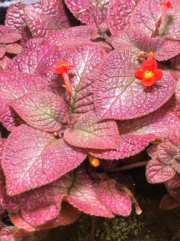 Episcia pink strawberry mist variegated flowering African violet starter plant **(ALL plants require you to purchase ANY 2 plants!)**