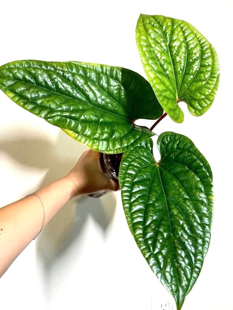 Anthurium Radicans X Luxurians rare 2” plant **(ALL plants require you to purchase ANY 2 plants!)**