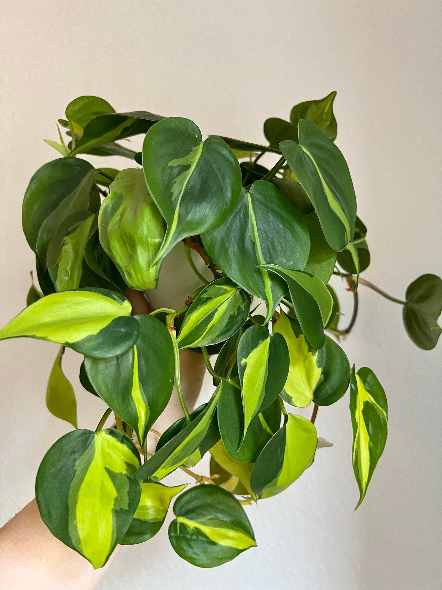 Philodendron “Brasil” vining starter plant **(ALL plants require you to purchase ANY 2 plants!)**