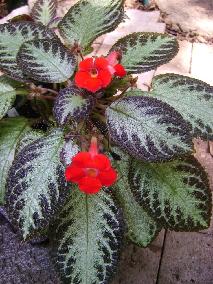 Episcia Silver Sheen 2” plant **(ALL plants require you to purchase ANY 2 plants!)**