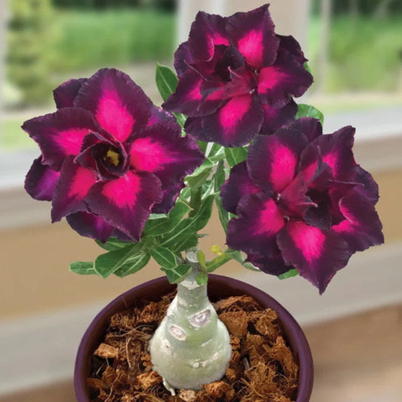black desert rose succulent Desert rose purple plum starter plant **(ALL plants require you to purchase ANY 2 plants!)**