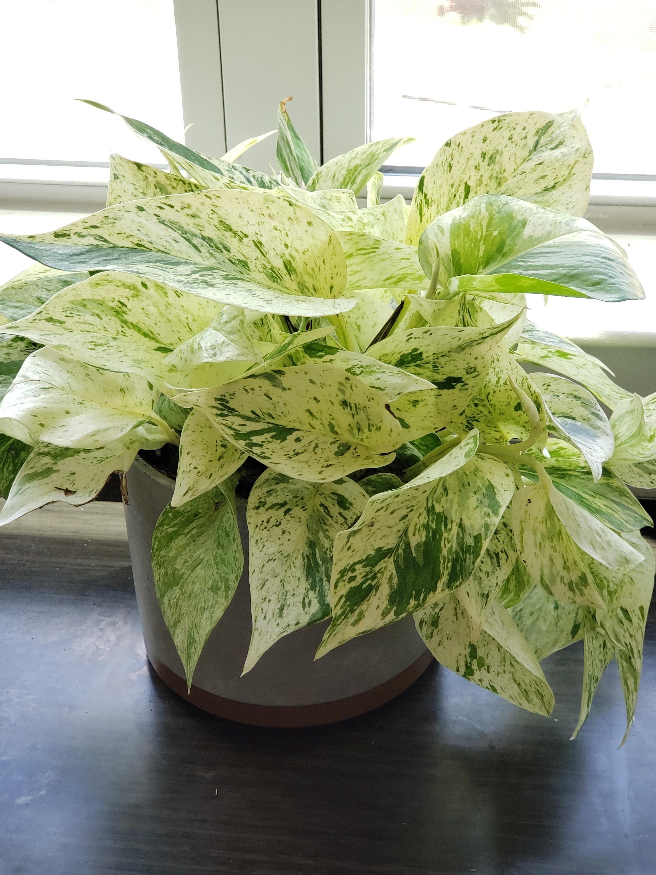 queen marble pothos Pothos Marble Queen starter plant **(ALL plants require you to purchas – GoldenGreeneryCo