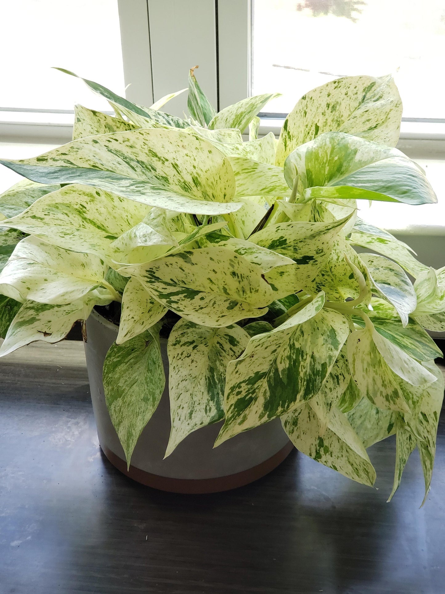 Pothos Marble Queen starter plant **(ALL plants require you to purchase ANY 2 plants!)**