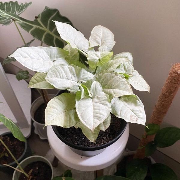 moonshine pothos Syngonium Moonshine starter plant **(ALL plants require you to purchas – GoldenGreeneryCo