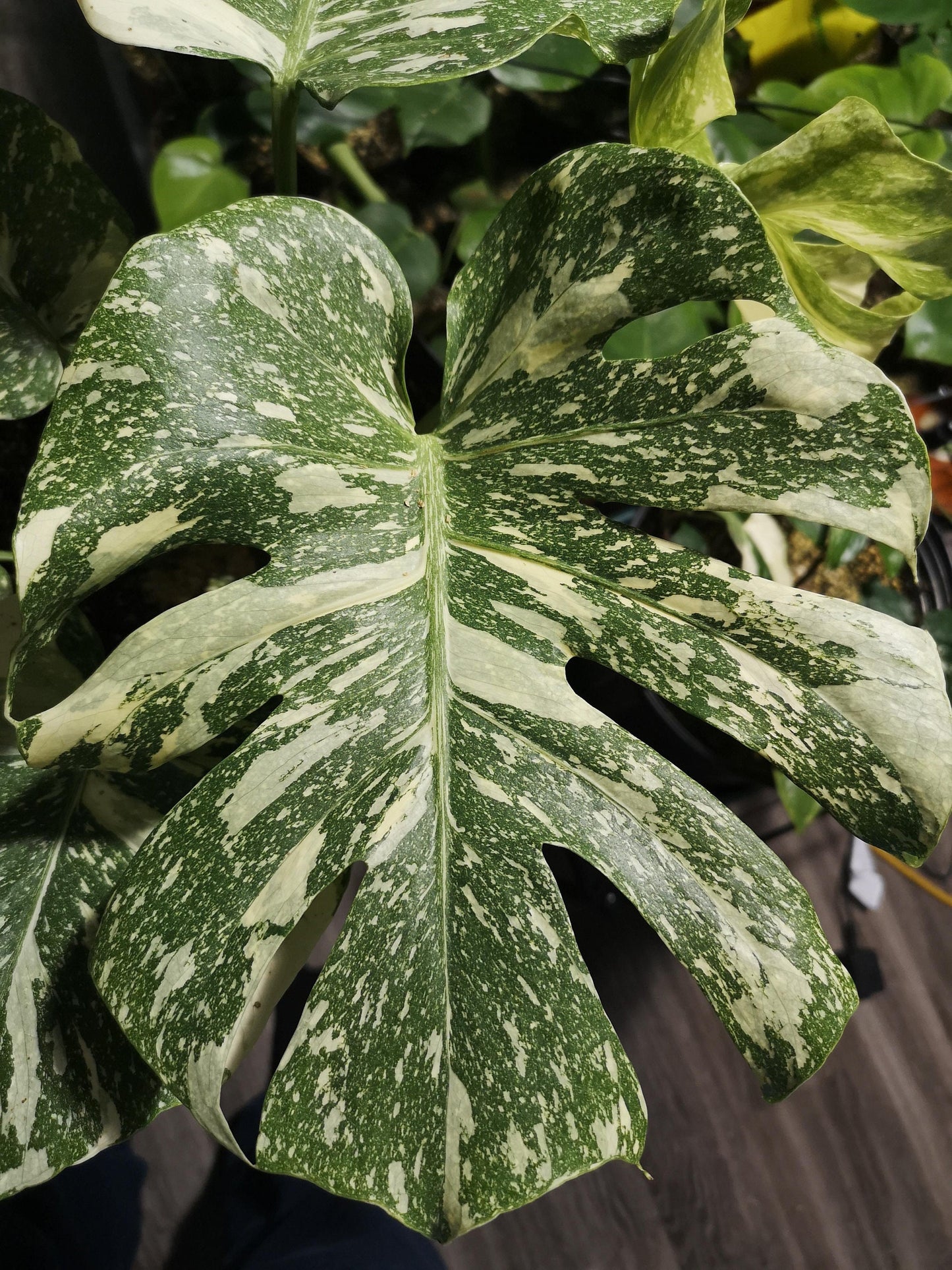 Monstera Thai Constellation 2” plant **(ALL plants require you to purchase ANY 2 plants!)**