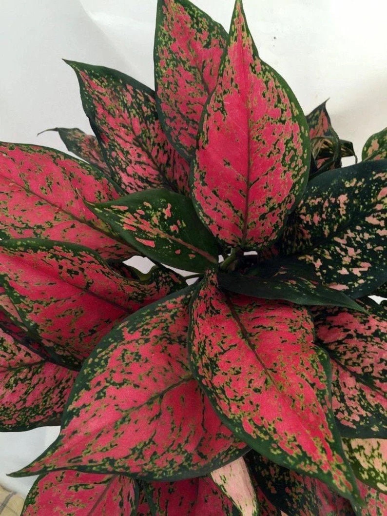Aglaonema Diamond red starter plant **(ALL plants require you to purchase ANY 2 plants!)**