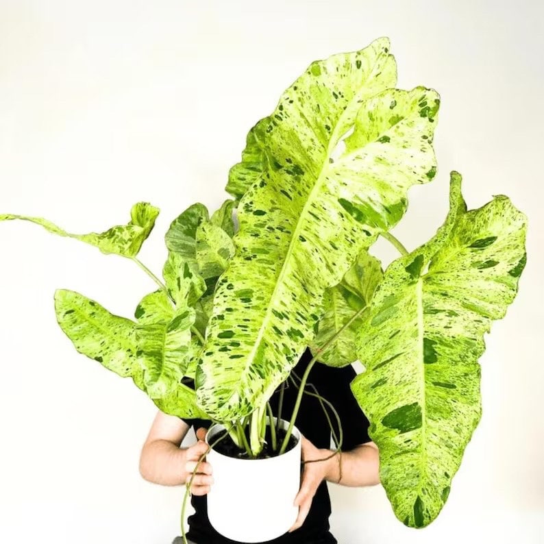 philodendron green paradise Philodendron Paraiso Verde 2” plant **(ALL plants require you to purch – GoldenGreeneryCo