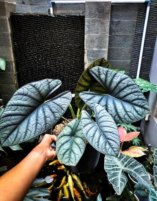 Alocasia Platinum Bisma “wide form” RARE 2” plant **(MUST purchase ANY 2 plants to complete order!)**