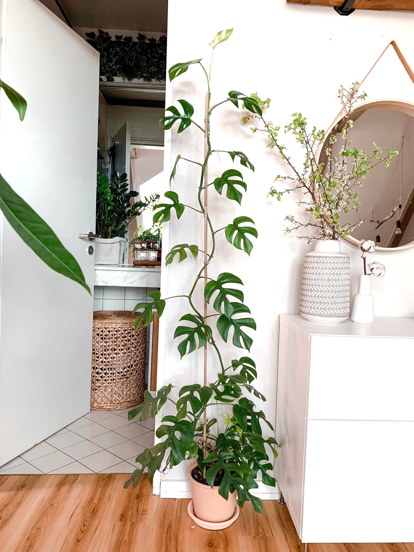 Monstera Minima raphidaphora starter plant **(ALL plants require you to purchase ANY 2 plants!)**