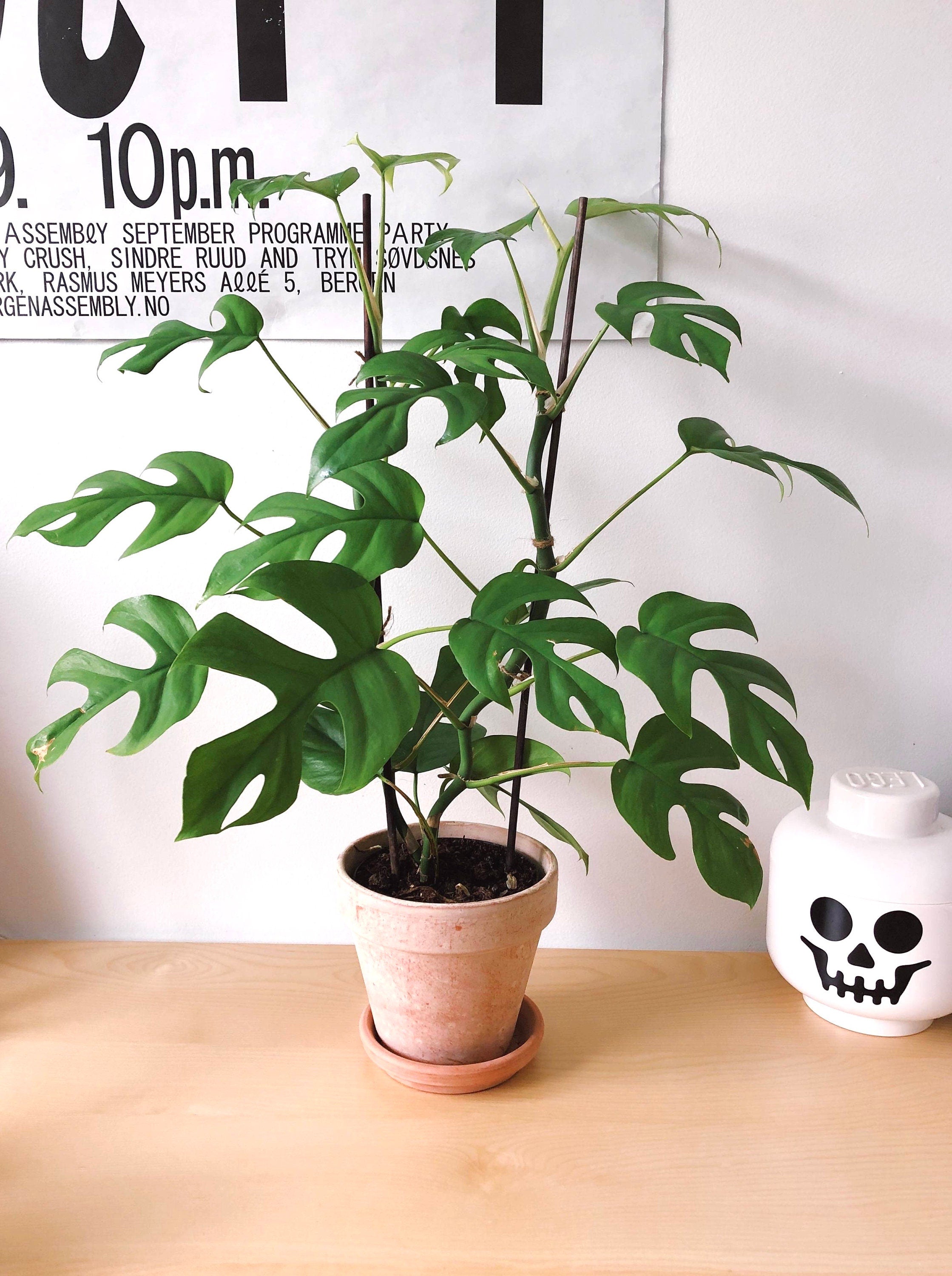 monstera minima Monstera Minima raphidaphora 2” plant **(ALL plants require you to pur – GoldenGreeneryCo