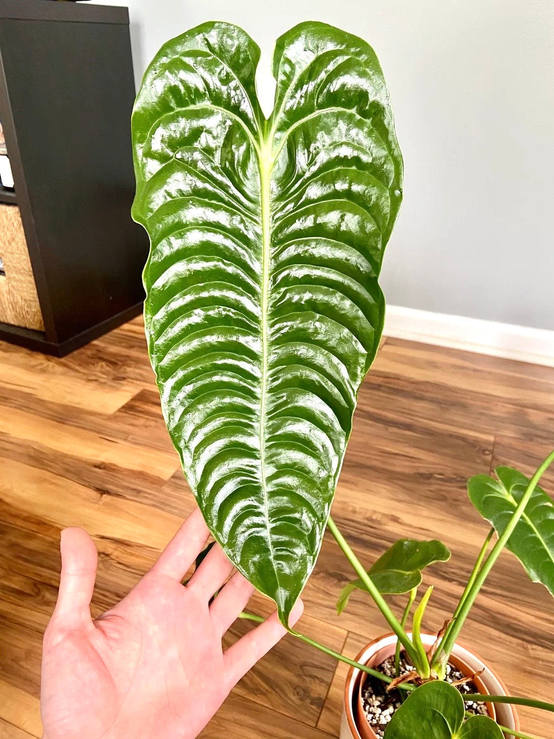 Anthurium Veitchii King starter plant **(ALL plants require you to purchase ANY 2 plants!)**
