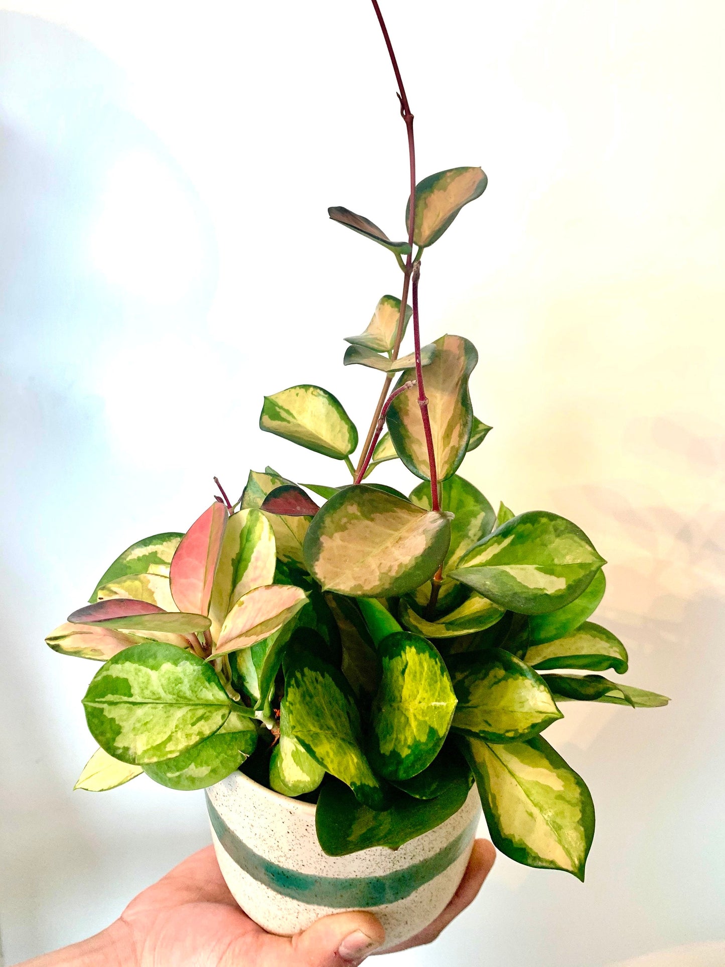 Hoya Variegated Australis “Lisa” starter plant **(ALL plants require you to purchase ANY 2 plants!)**