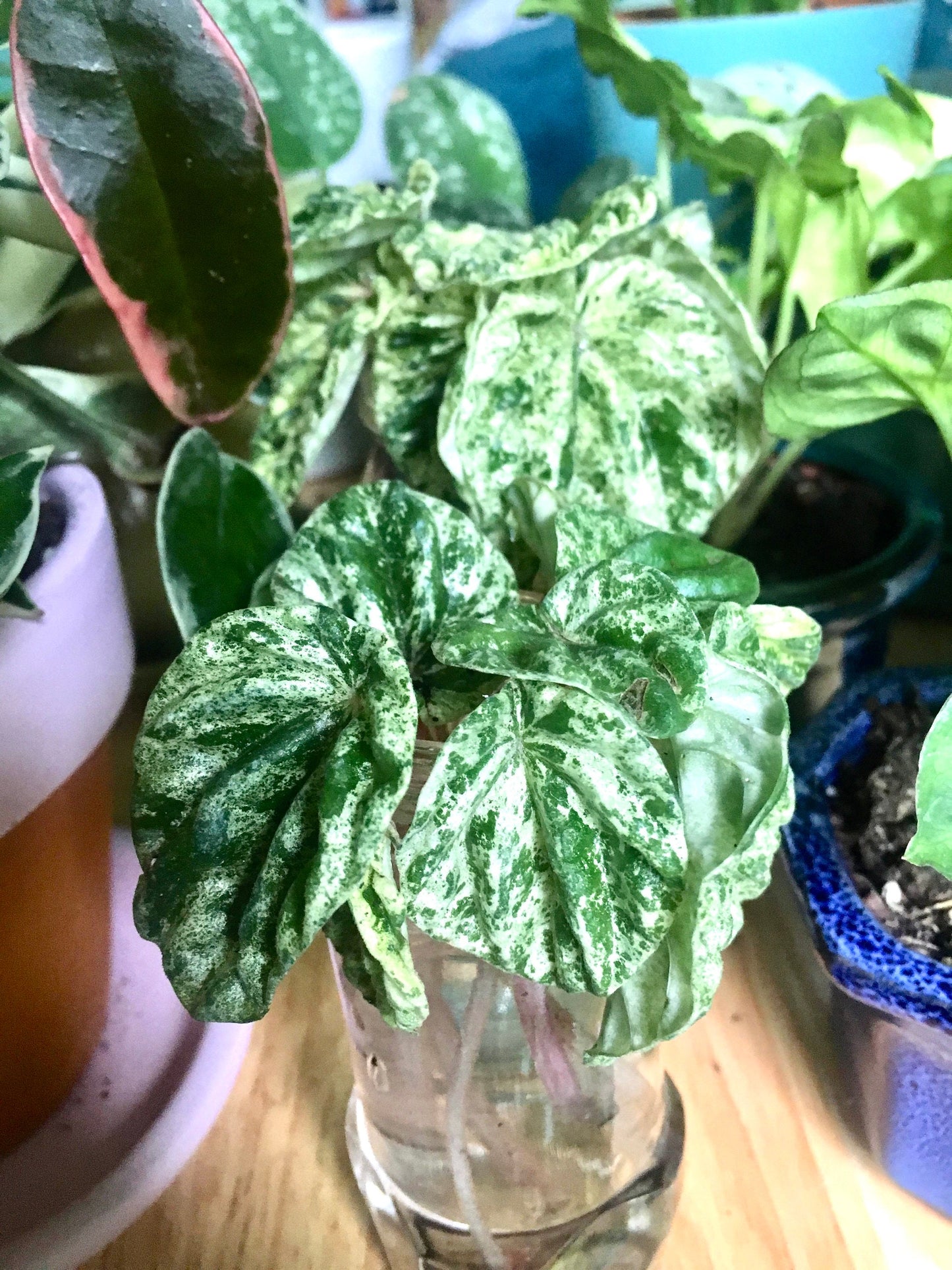 Peperomia emerald ripple variegated 4” plant **(ALL plants require you to purchase ANY 2 plants!)**
