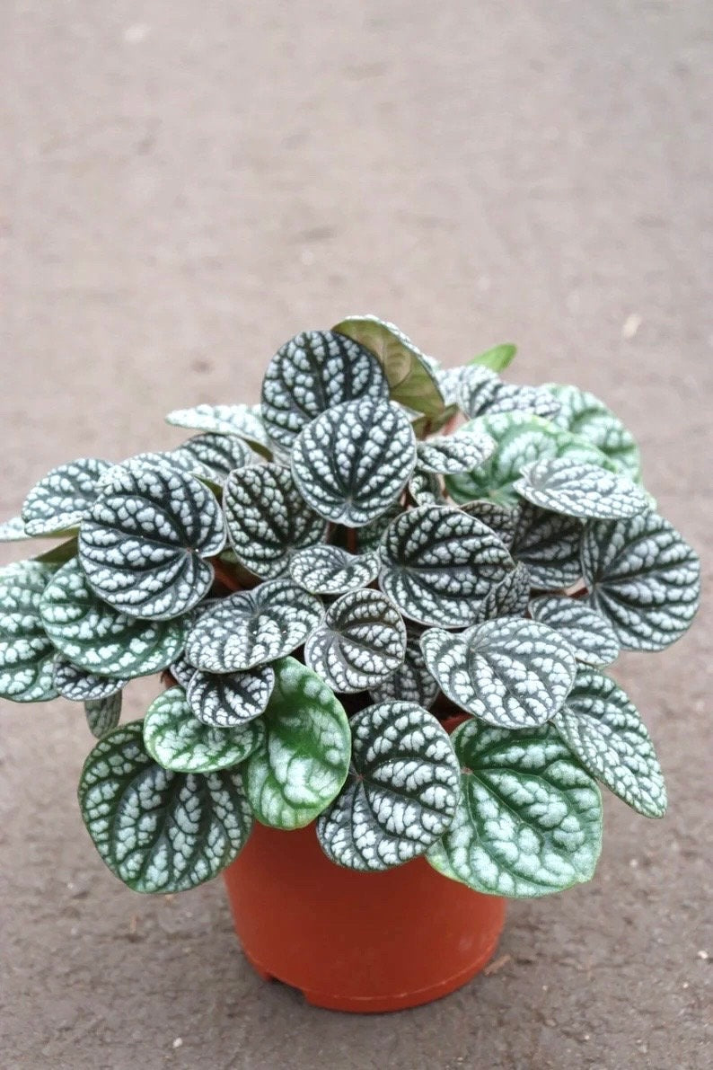 Peperomia Burbella 2” plant **(ALL plants require you to purchase ANY 2 plants!)**
