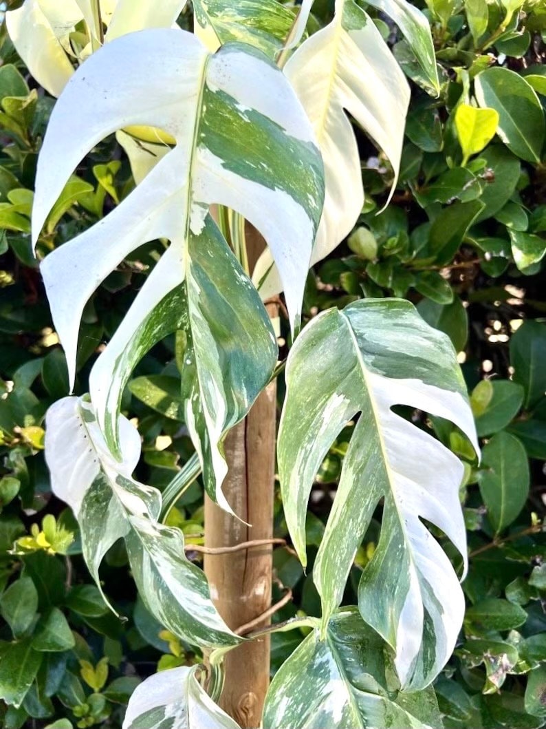 Epipremnum Pinnatum variegated starter plant **(ALL plants require you to purchase ANY 2 plants!)**