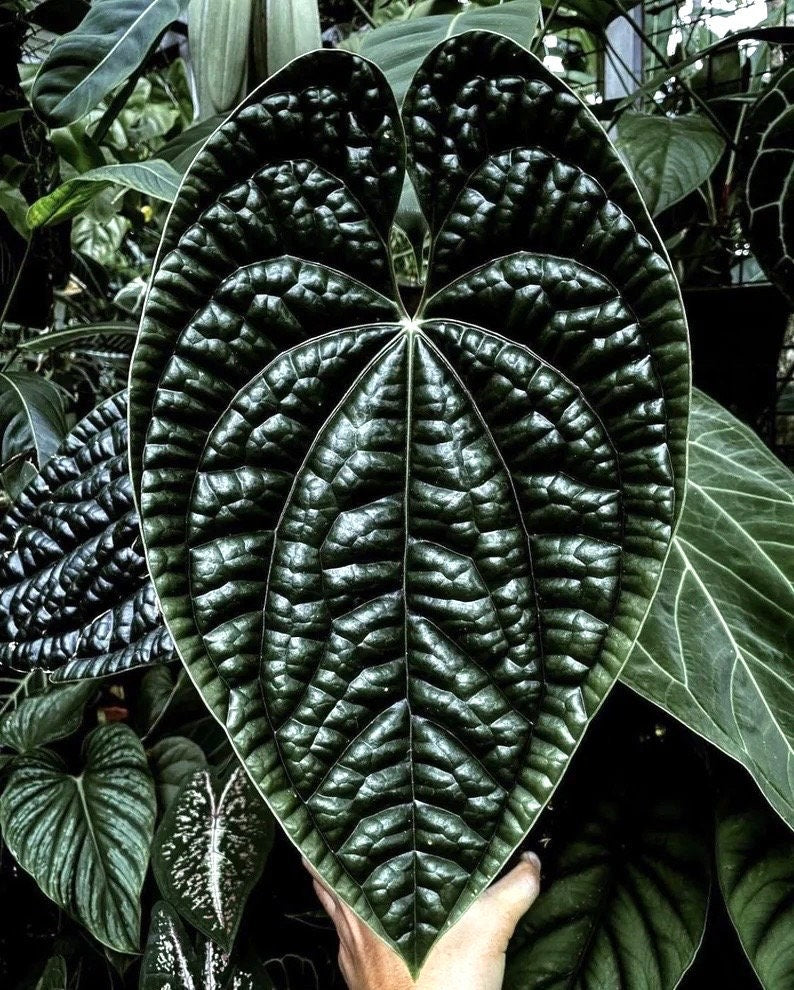 Anthurium Luxurians rare starter plant **(ALL plants require you to purchase ANY 2 plants!)**