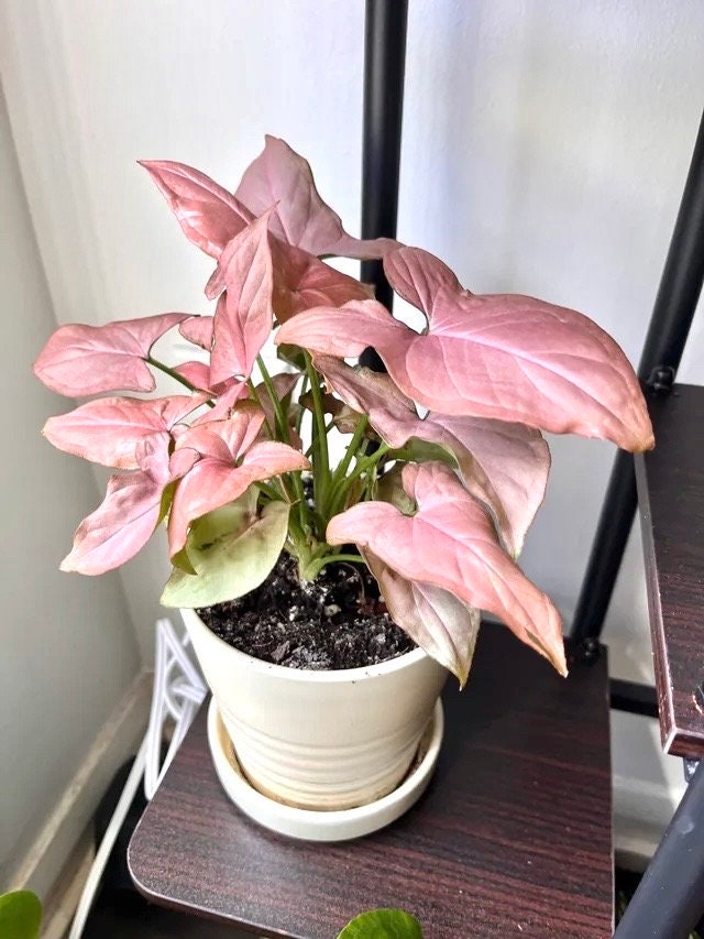 Syngonium pink perfection 4” plant **(ALL plants require you to purchase ANY 2 plants!)**