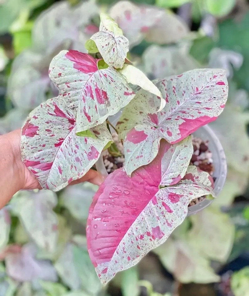 Syngonium Milk Confetti starter plant **(ALL plants require you to purchase ANY 2 plants!)**