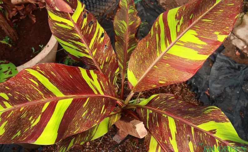 Siam ruby red (banana ) starter plant **(ALL plants require you to purchase ANY 2 plants!)**