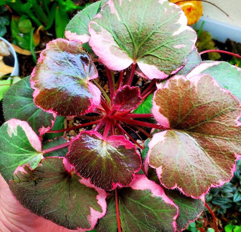 Variegated Strawberry Begonia (saxifraga stolonifera tricolor) easy Starter Plant (ALL PLANTS require you to purchase 2 plants!)**