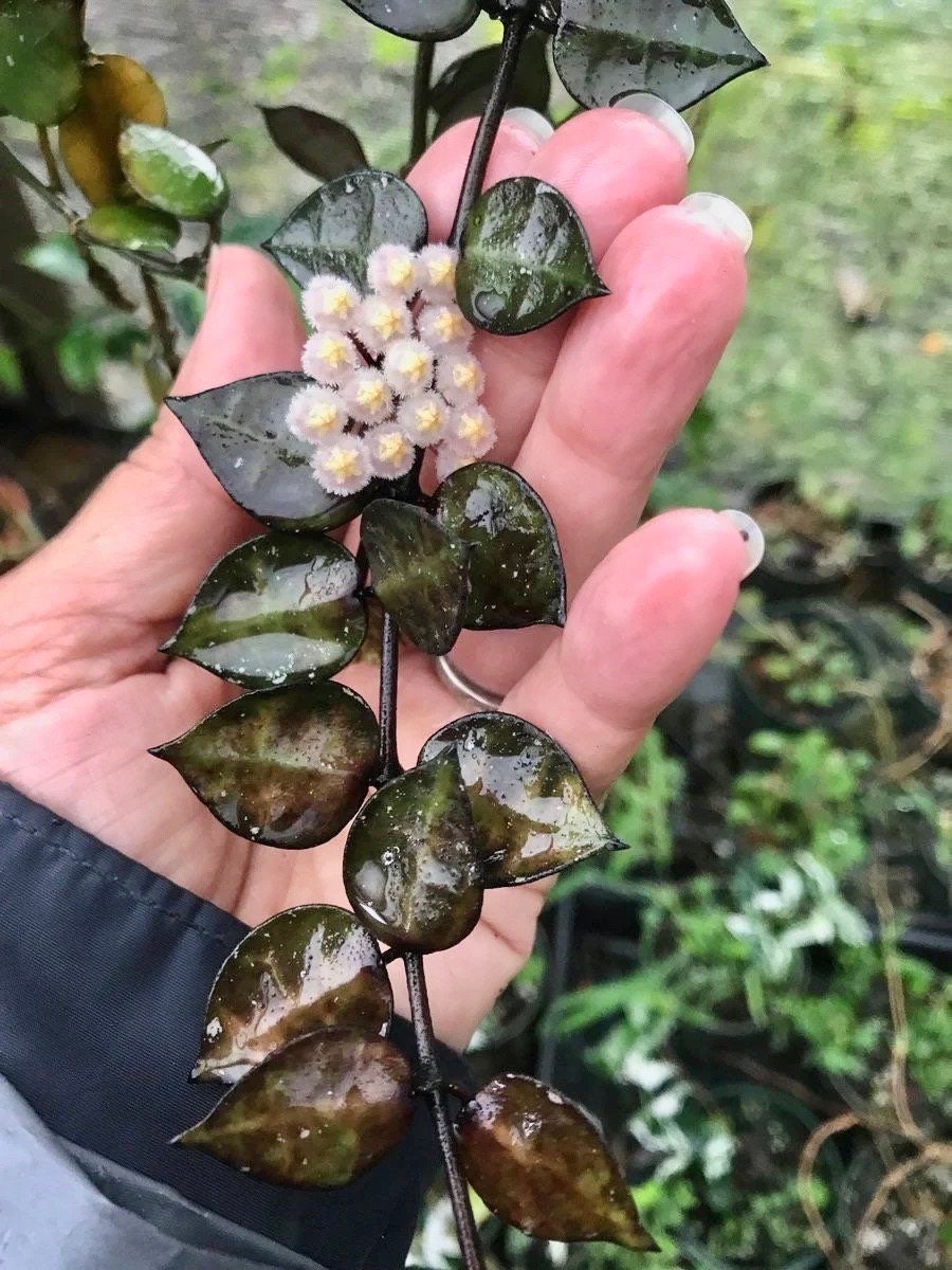Hoya Krohniana Black starter plant **(ALL plants require you to purchase ANY 2 plants!)**