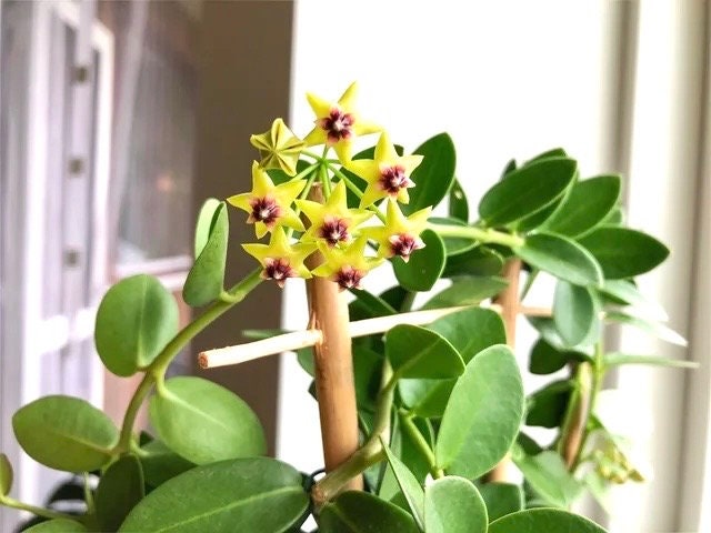 Hoya Cumingiana 4” plant **(ALL plants require you to purchase ANY 2 plants!)**