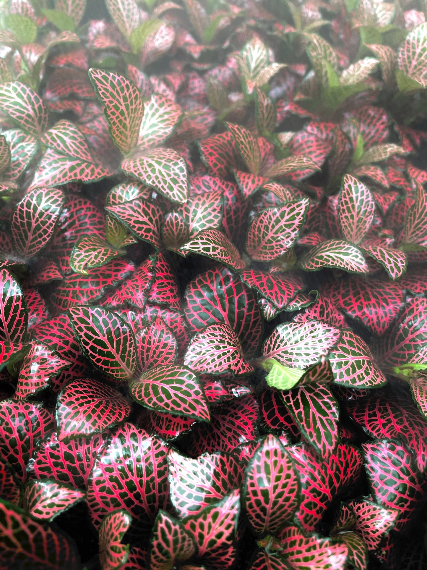 Fittonia “Firetail” red nerve hybrid 4” plant **(ALL plants require you to purchase ANY 2 plants!)**