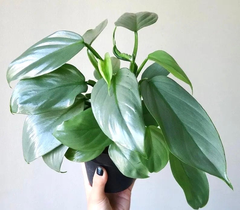 philodendron sword Philodendron Silver sword starter plant **(ALL plants require you to p – GoldenGreeneryCo