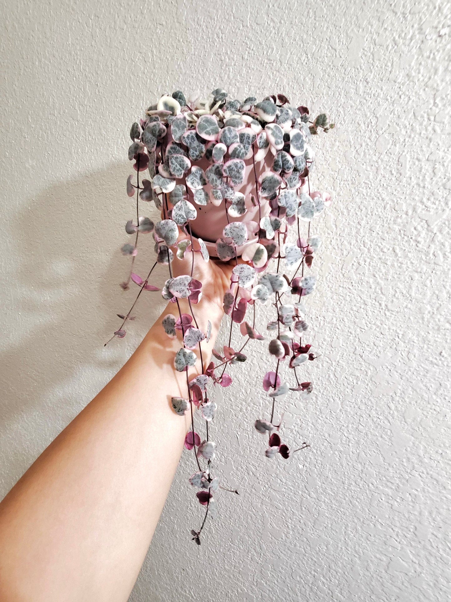 String of hearts Variegated Vining 2” plant **(ALL plants require you to purchase ANY 2 plants!)**