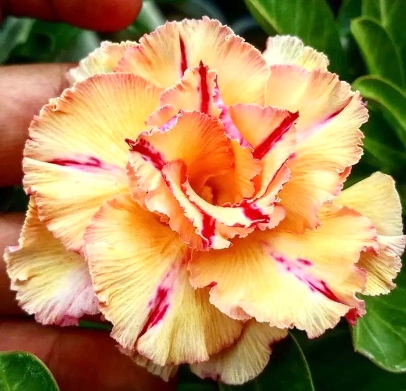 Desert rose bg-13 “adenium Obesum” rare flower Starter Plant (ALL STARTER PLANTS require you to purchase 2 plants!)