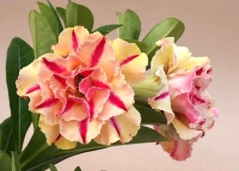 Desert rose cf-22 “adenium Obesum” rare flower Starter Plant (ALL STARTER PLANTS require you to purchase 2 plants!)