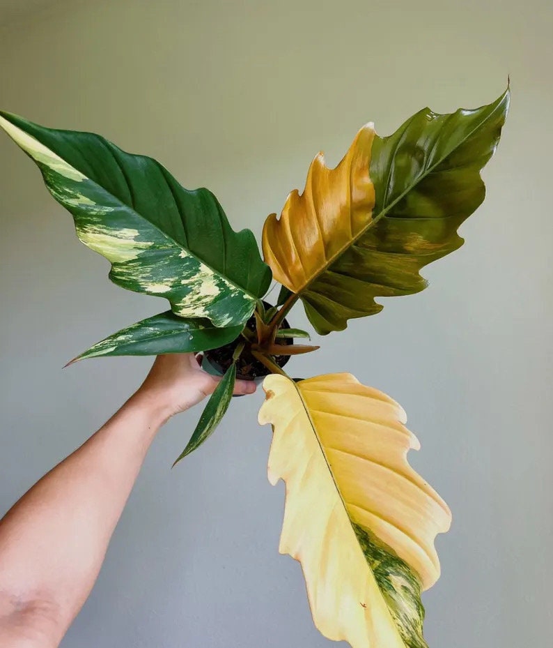 philodendron 'choco empress' Philodendron Caramel Pluto Choco Empress starter plant **(ALL plants require you to purchase ANY 2 plants!)**
