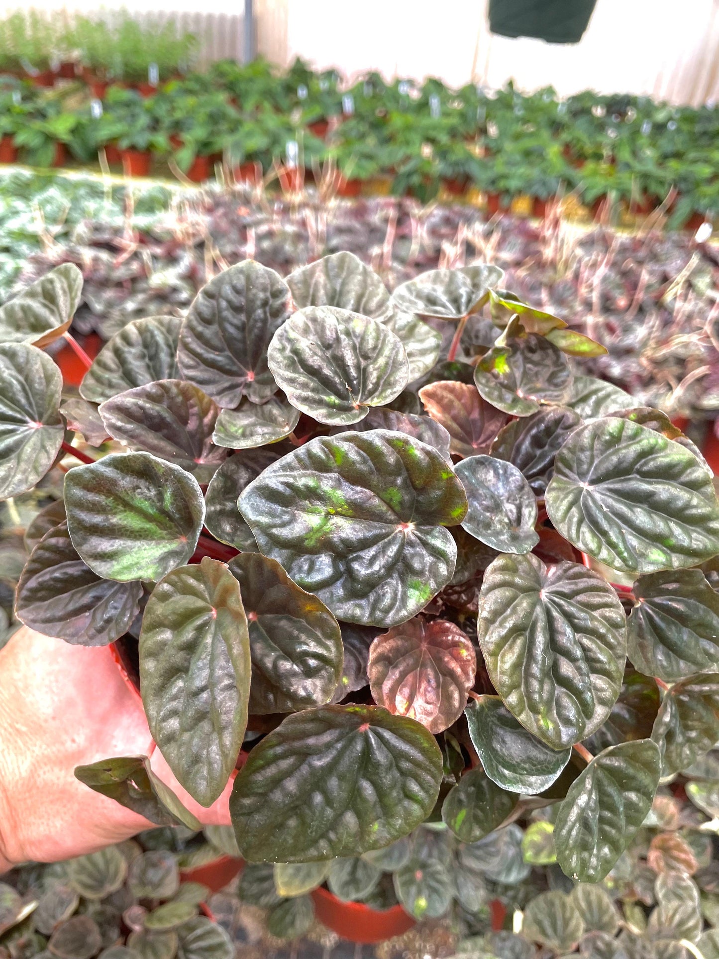 Peperomia Caperata brown “chocolate” 2” plant **(ALL plants require you to purchase ANY 2 plants!)**