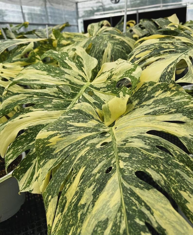 Monstera Thai “Crème Brûlée” starter plant **(ALL plants require you to purchase ANY 2 plants!)**