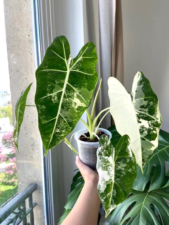 frydek elephant ear plant Alocasia Variegated Frydek starter plant **(ALL plants require you to – GoldenGreeneryCo