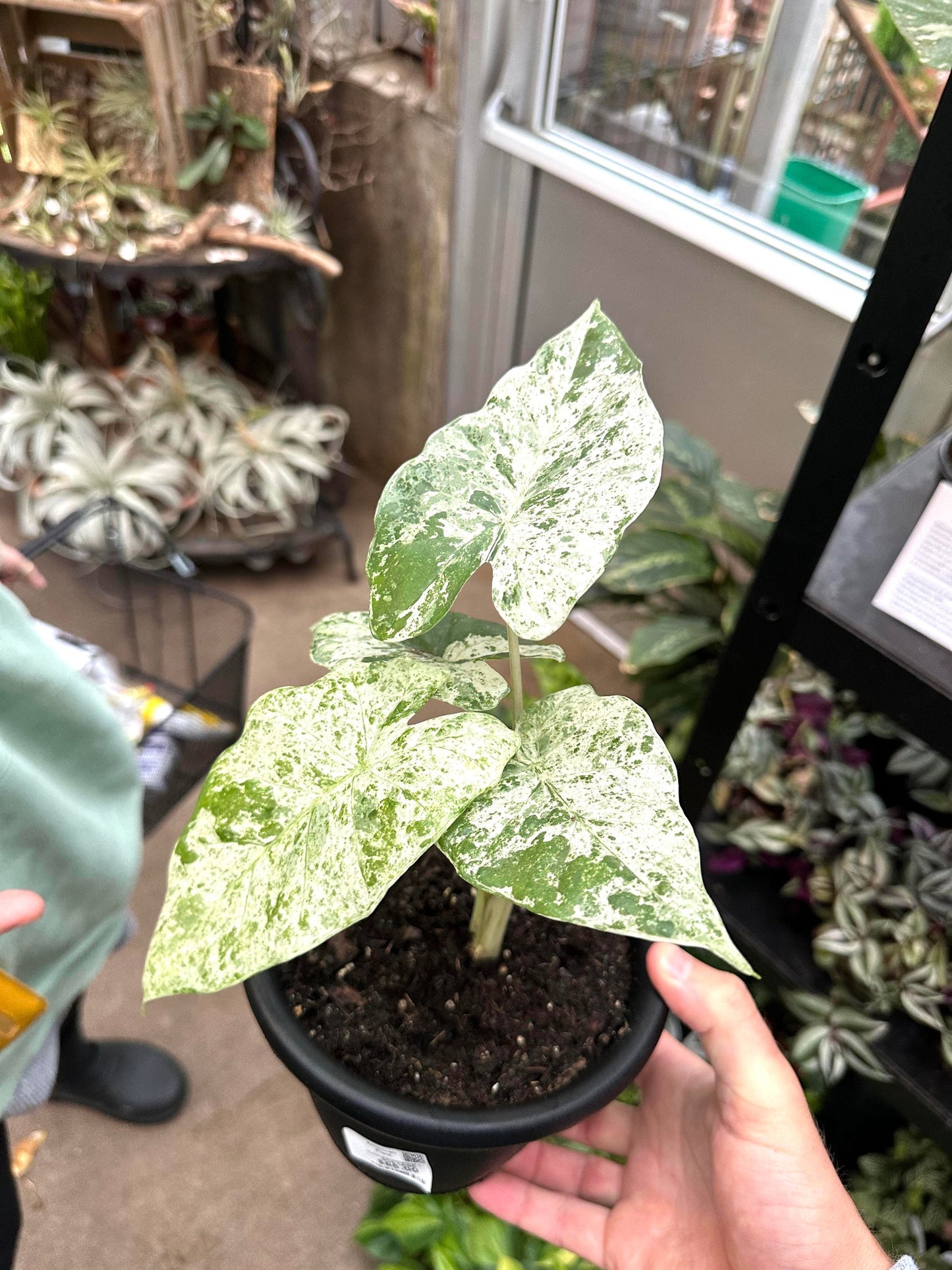 Alocasia Macrorrhiza variegated blizzard rare 2” plant **(ALL plants require you to purchase ANY 2 plants!)**