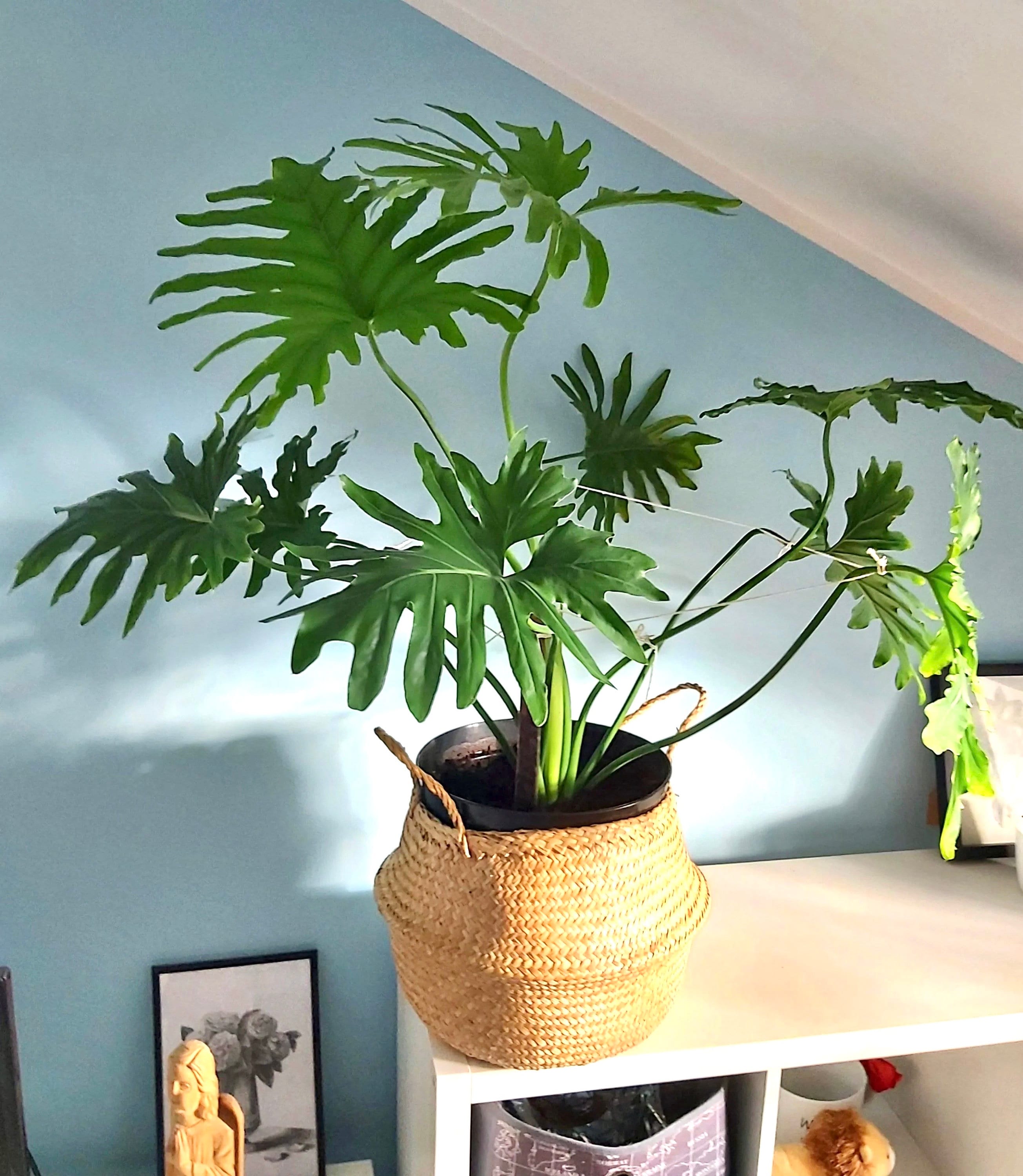 philodendron hope indoor Philodendron Hope Selloum 2” plant **(ALL plants require you to purcha – GoldenGreeneryCo