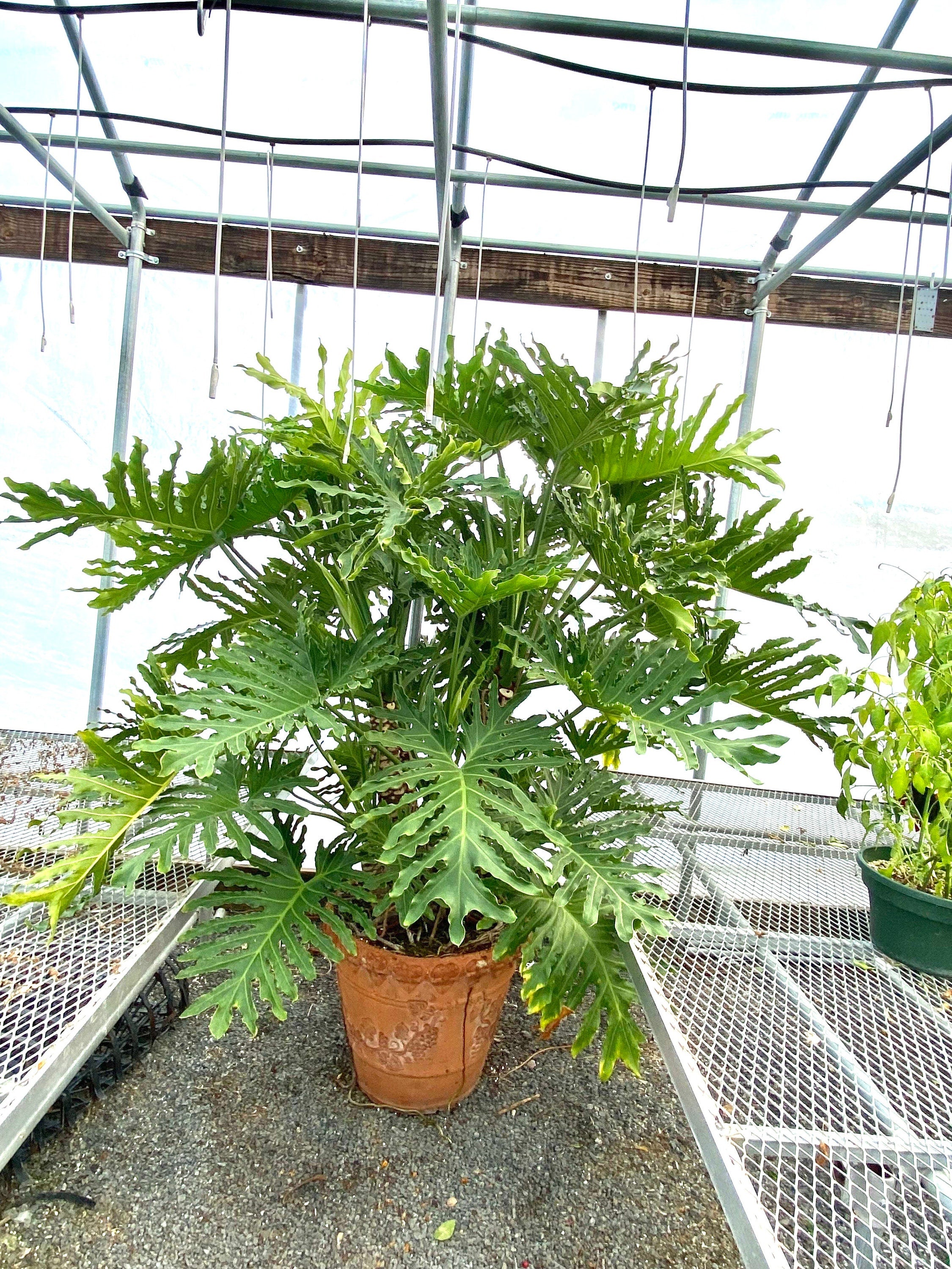 miniature philodendron selloum Philodendron Hope Selloum starter plant **(ALL plants require you to purchase ANY 2 plants!)**