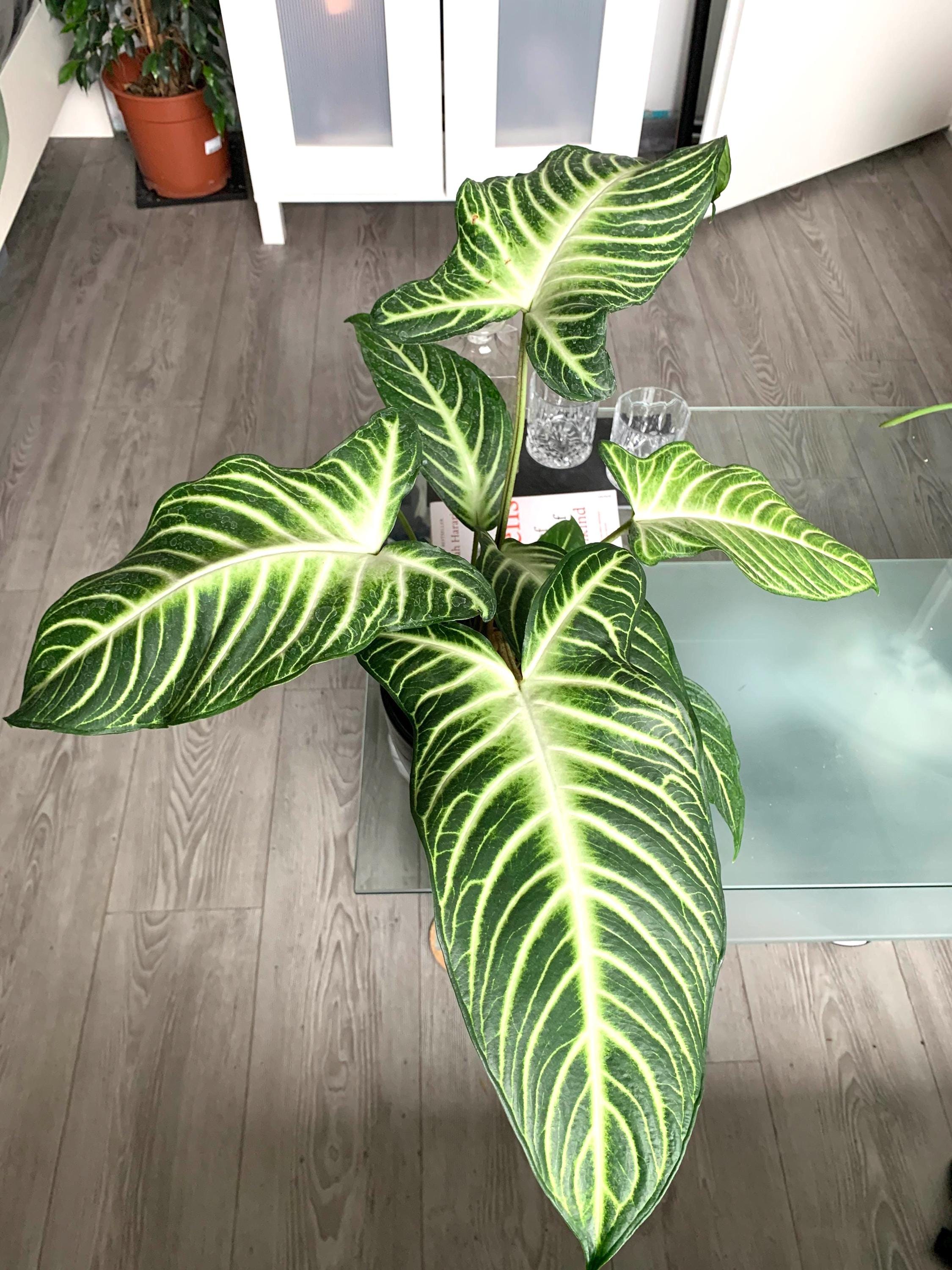 xanthosoma house plant Xanthosoma Lindenii starter plant **(ALL plants require you to purchase ANY 2 plants!)**