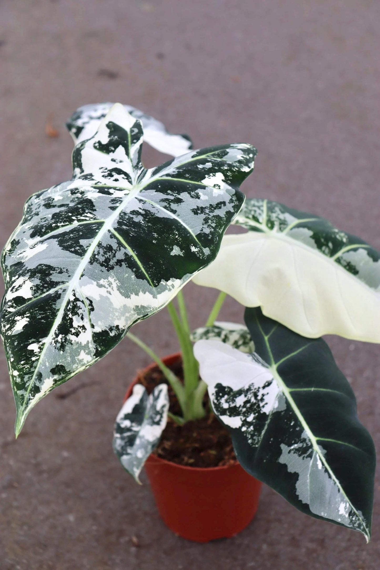 Alocasia Variegated Frydek Large* 5 pack special deal! **(ALL plants require you to purchase ANY 2 plants!)**