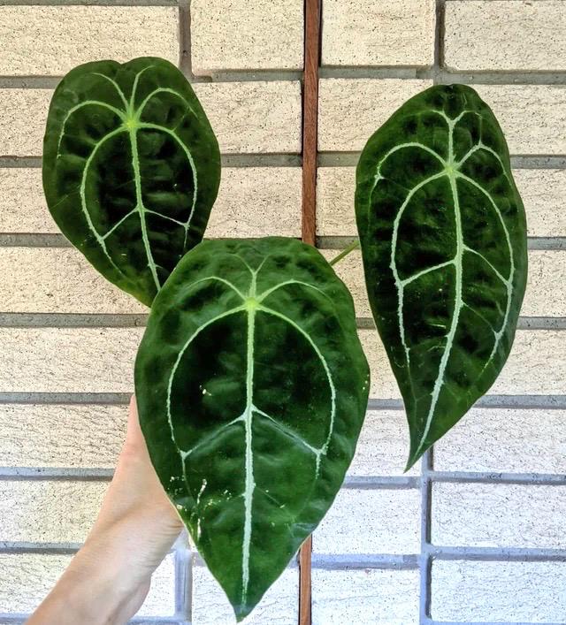 forgetti anthurium Anthurium Forgetti starter plant **(ALL plants require you to purchase ANY 2 plants!)**