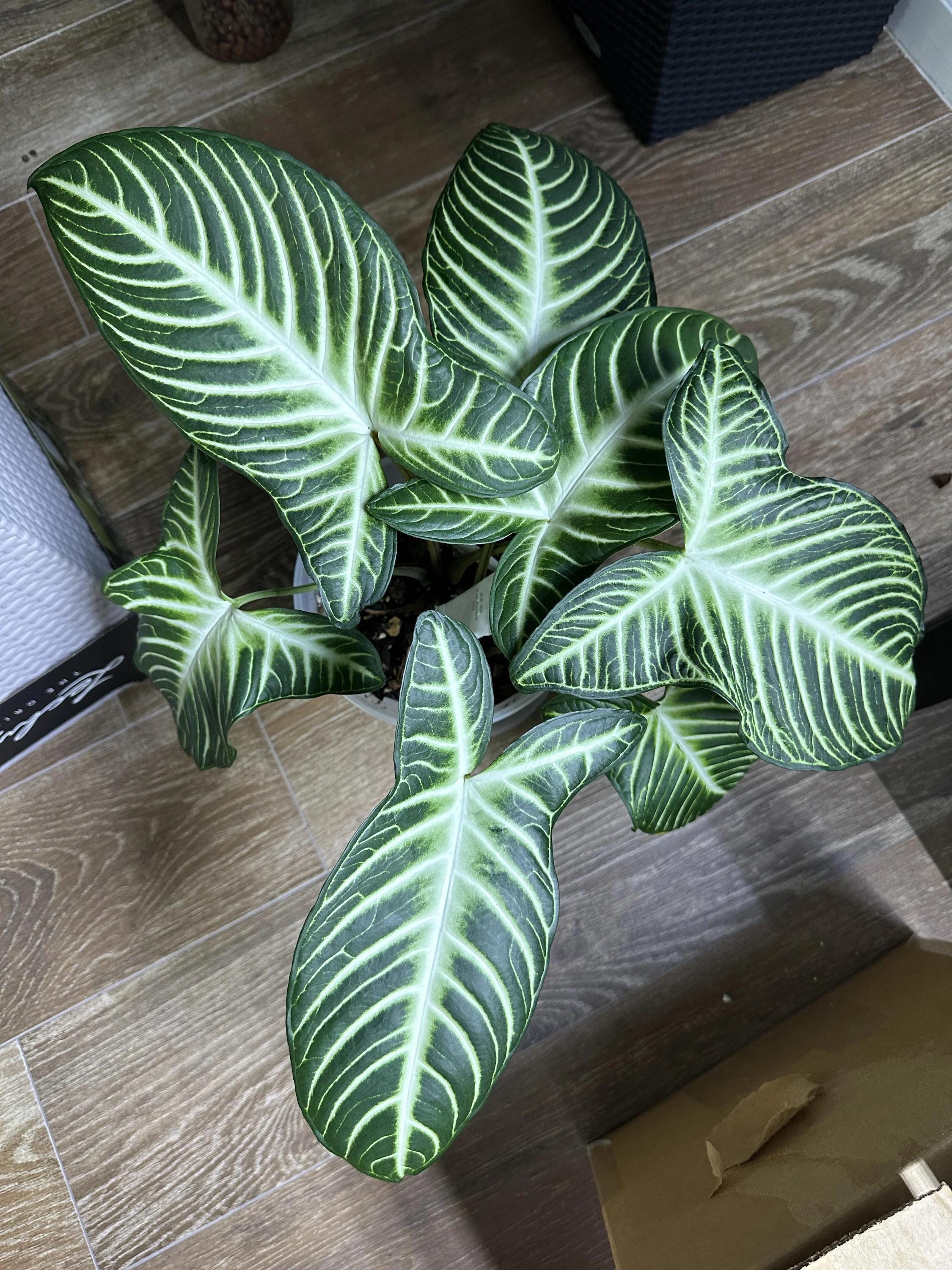 xanthosoma house plant Xanthosoma Lindenii large leaf form 4” plant **(ALL plants require you – GoldenGreeneryCo