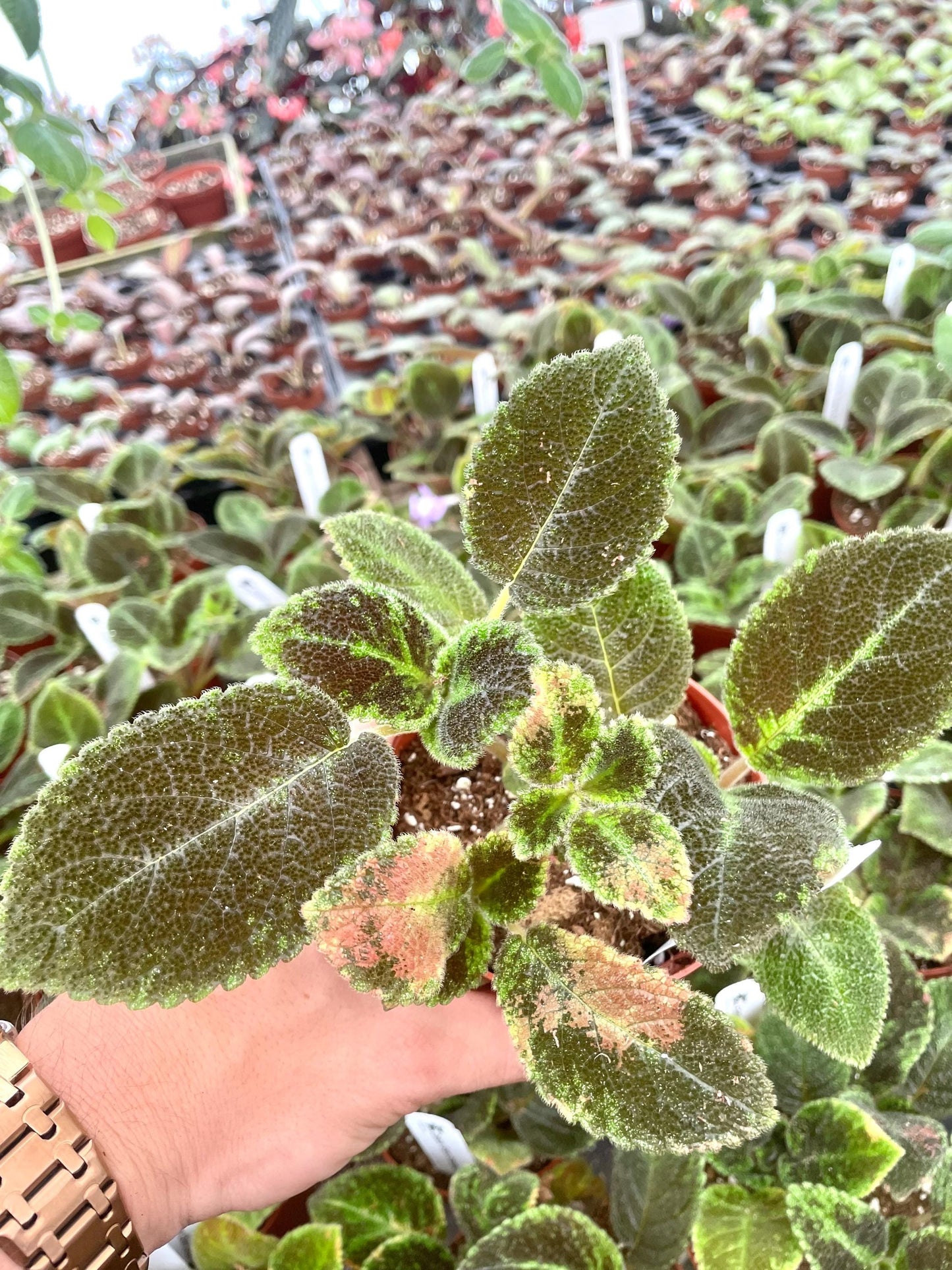 Episcia Green Emerald velvet variegated flowering African violet starter plant **(ALL plants require you to purchase ANY 2 plants!)**