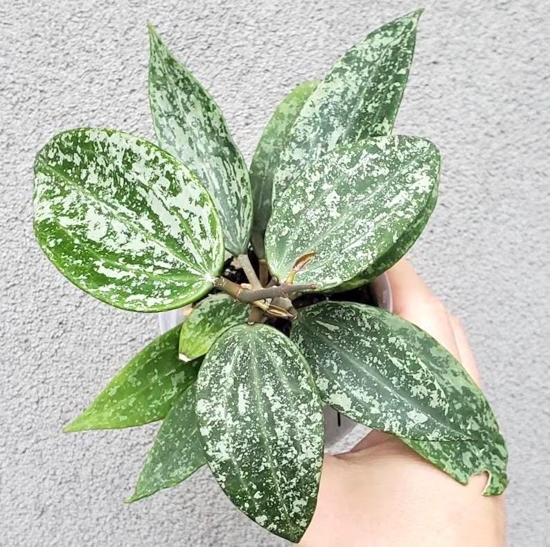 Hoya Rangsan splash Starter Plant (ALL STARTER PLANTS require you to purchase 2 plants!)**