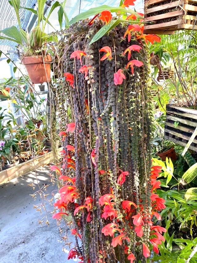 Columnea gloriosa “flying goldfish plant” starter plant **(ALL plants require you to purchase ANY 2 plants!)**
